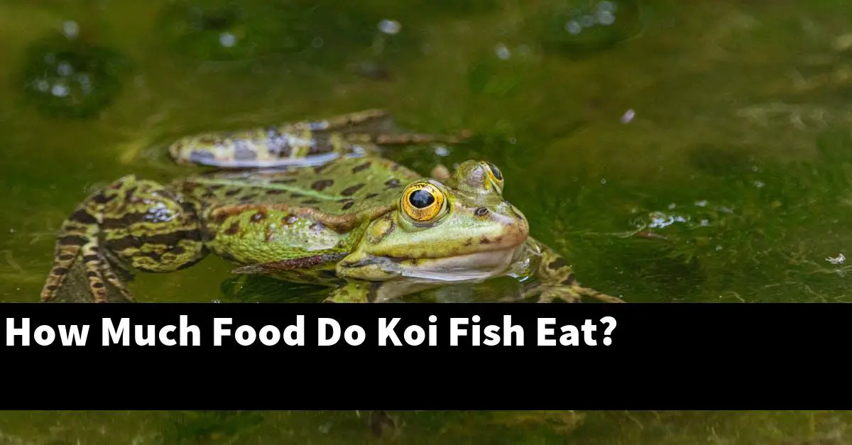 How Much Food Do Koi Fish Eat?