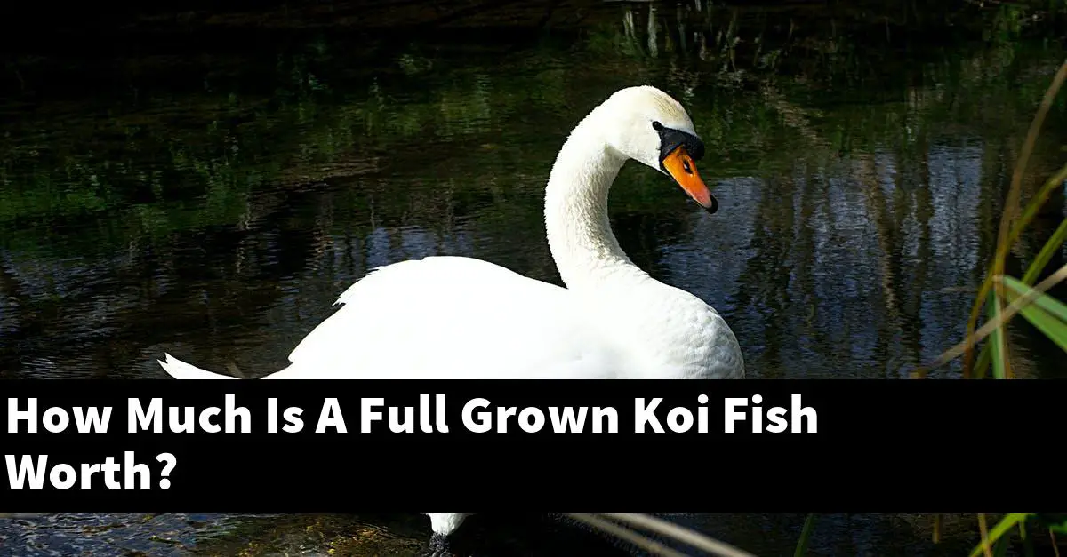 How Much Is A Full Grown Koi Fish Worth?
