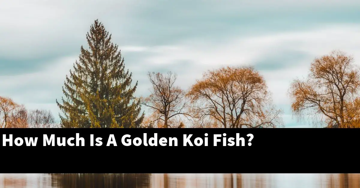How Much Is A Golden Koi Fish?