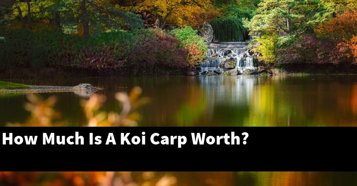 How Much Is A Koi Carp Worth?
