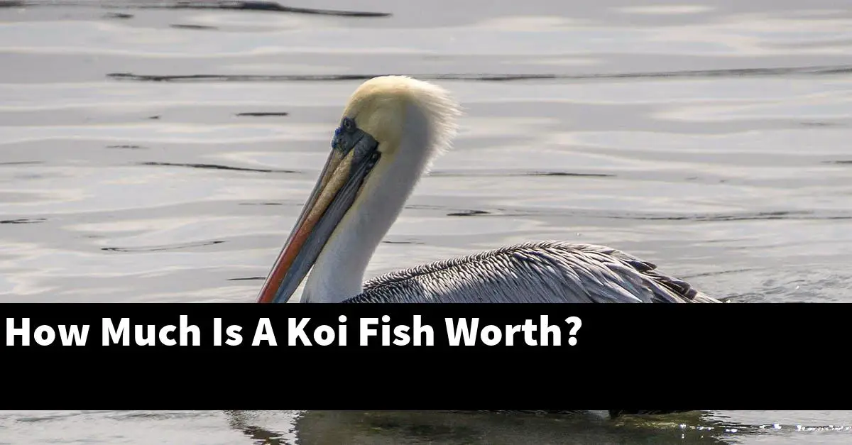 How Much Is A Koi Fish Worth?