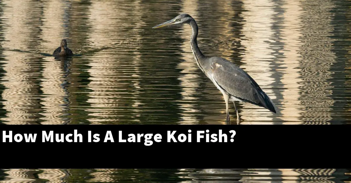 How Much Is A Large Koi Fish?