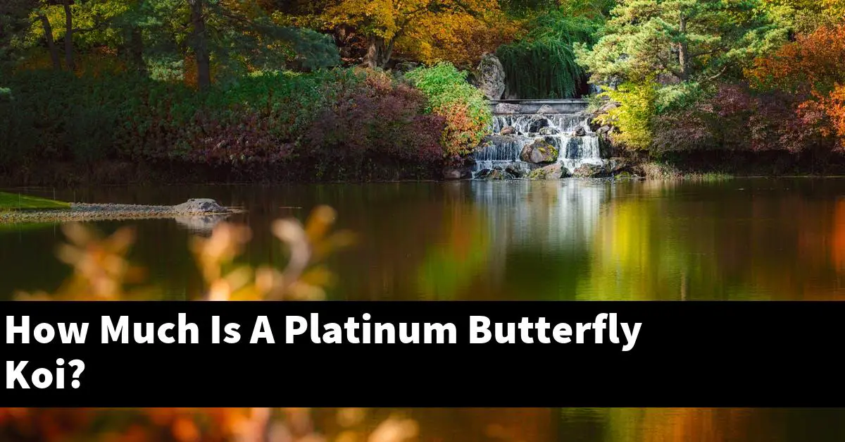 How Much Is A Platinum Butterfly Koi?