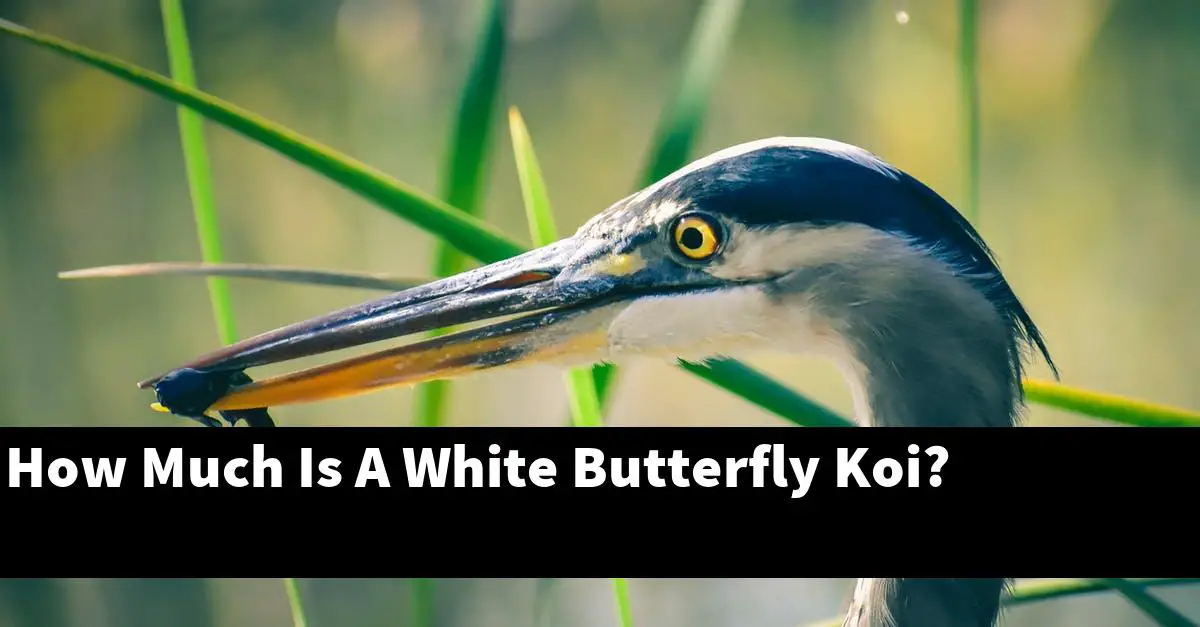 How Much Is A White Butterfly Koi?