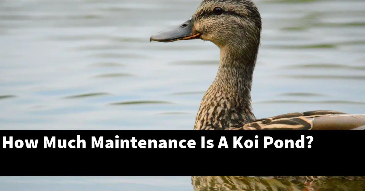 How Much Maintenance Is A Koi Pond?