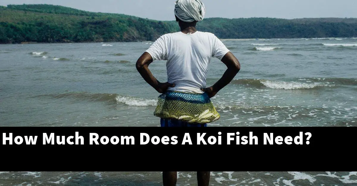 How Much Room Does A Koi Fish Need?