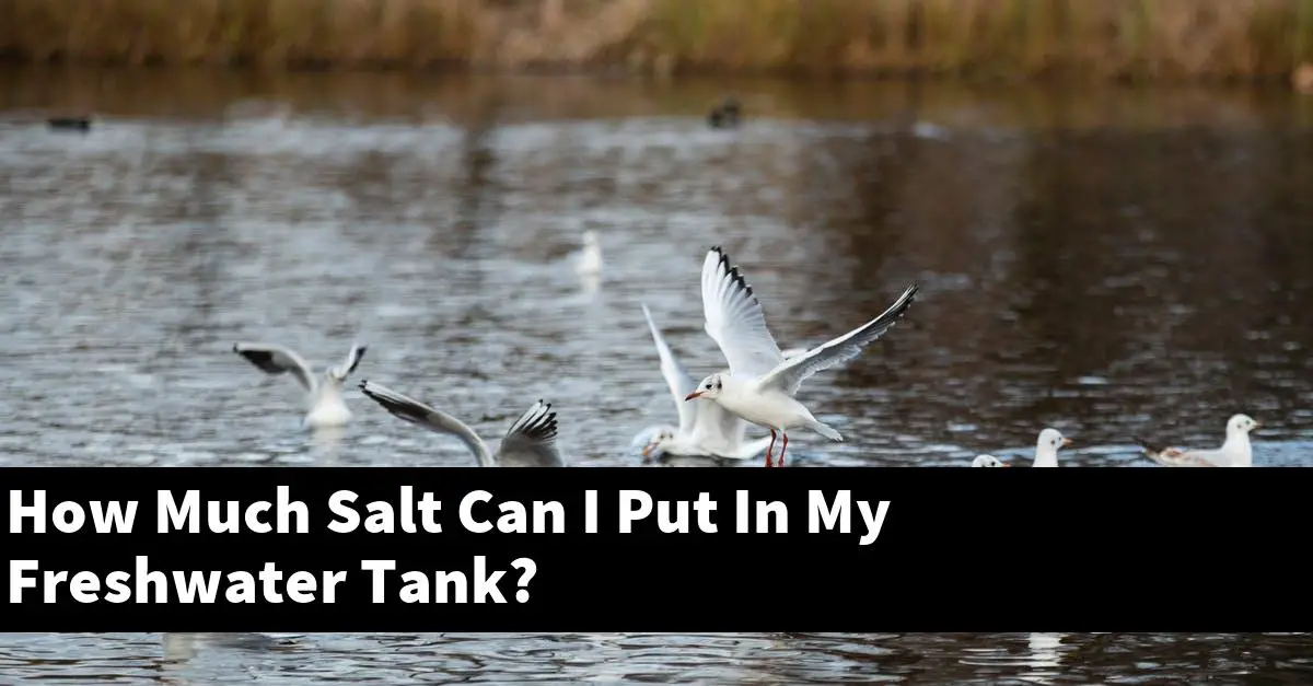 How Much Salt Can I Put In My Freshwater Tank?