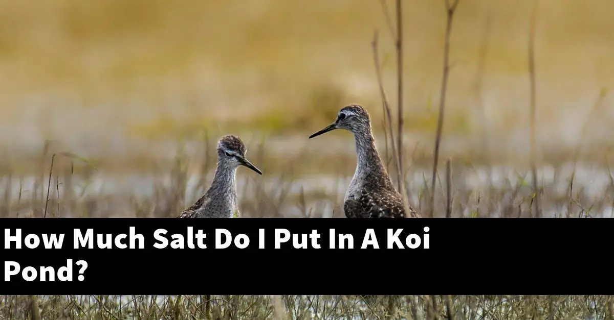 How Much Salt Do I Put In A Koi Pond?
