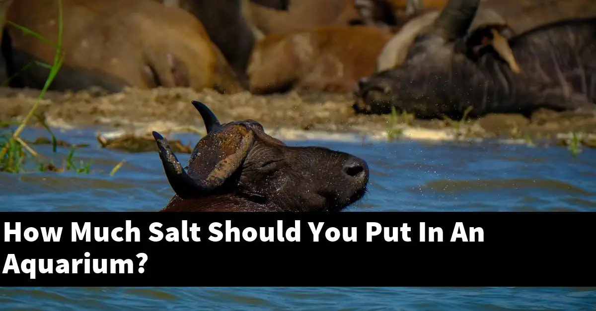 How Much Salt Should You Put In An Aquarium?