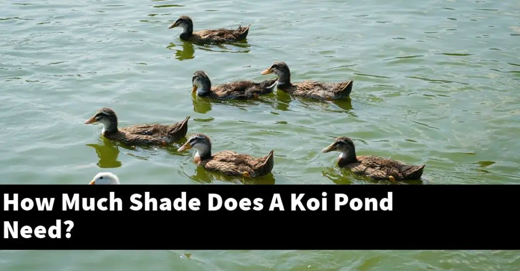 How Much Shade Does A Koi Pond Need? [2024 Guide] Gold Koi Fish