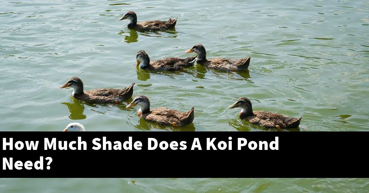 How Much Shade Does A Koi Pond Need?