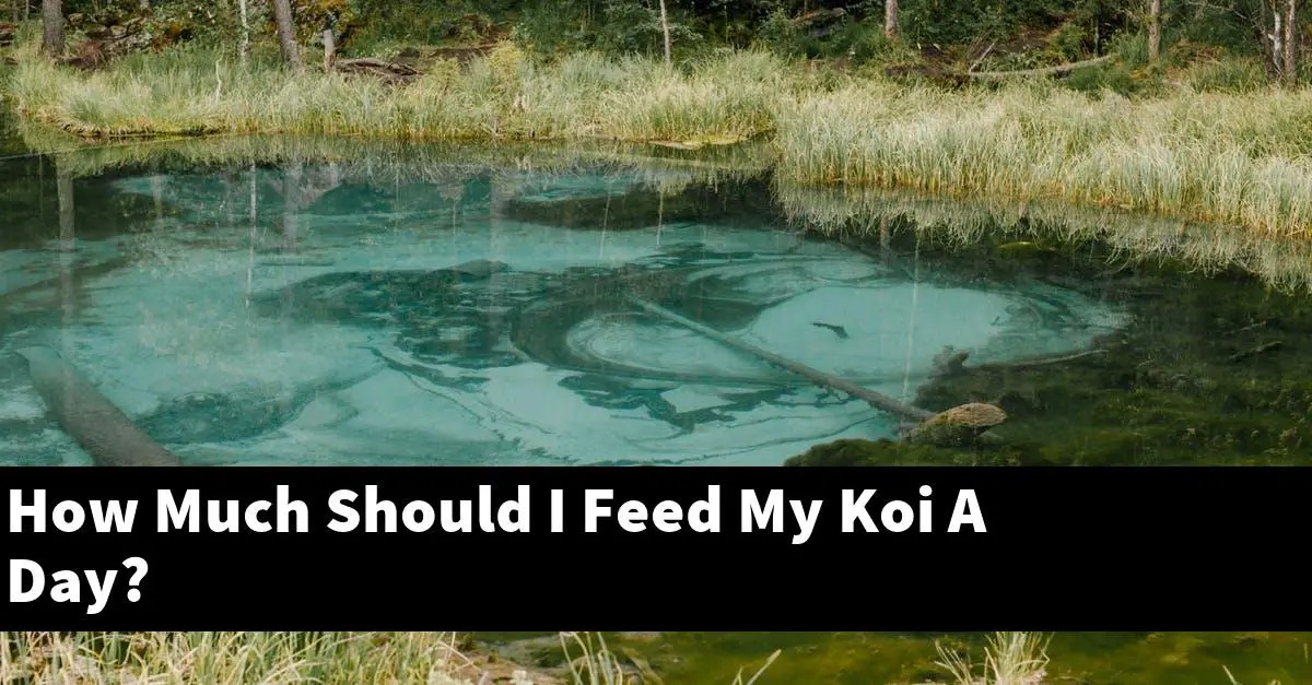 How Much Should I Feed My Koi A Day?