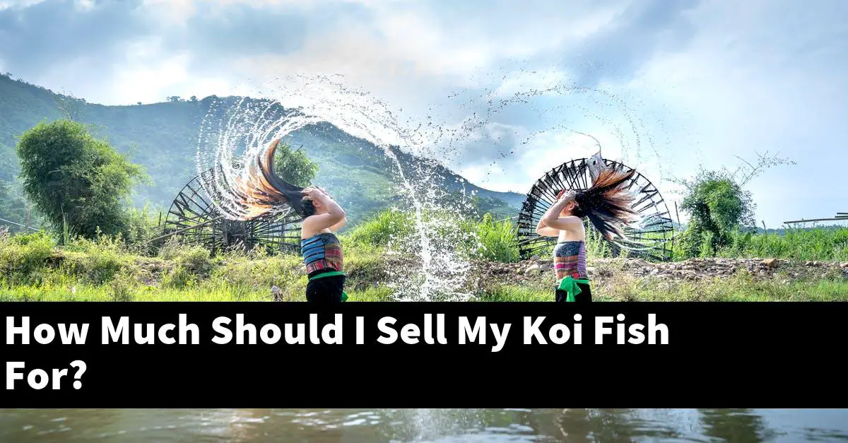 How Much Should I Sell My Koi Fish For?