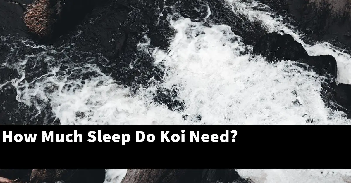 How Much Sleep Do Koi Need?