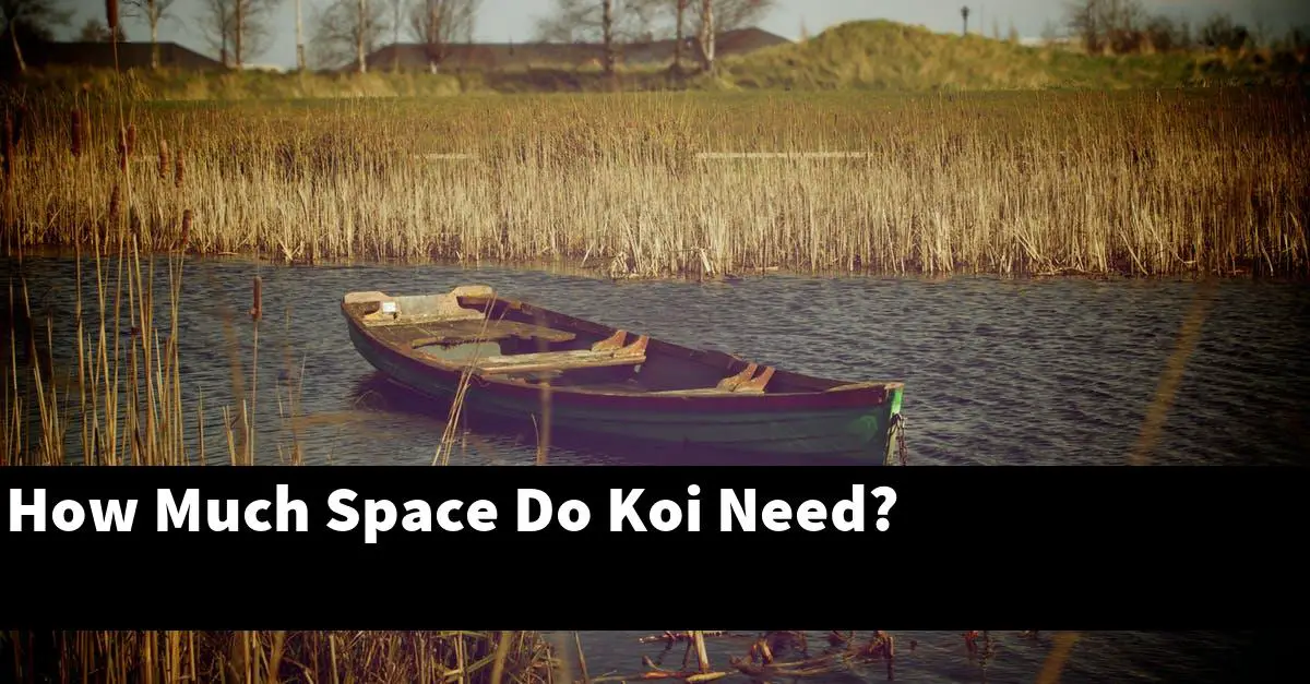 How Much Space Do Koi Need?