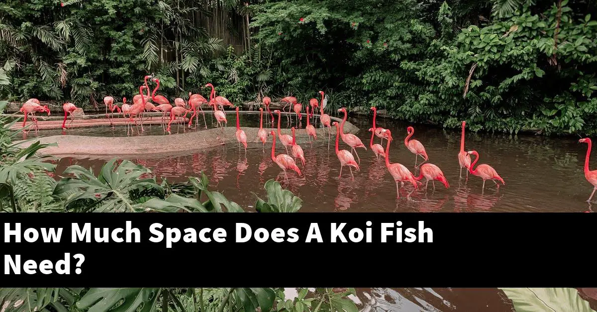 How Much Space Does A Koi Fish Need?