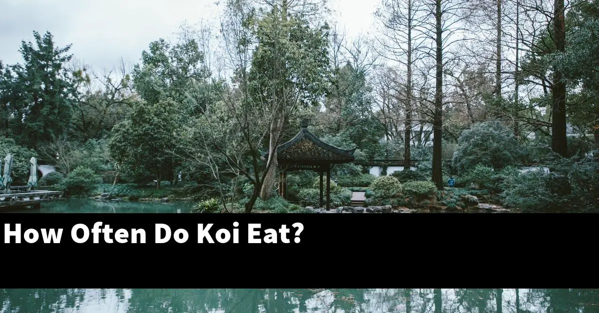 How Often Do Koi Eat?