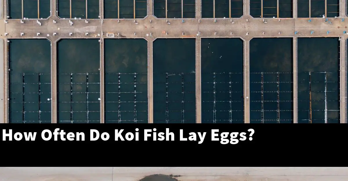 How Often Do Koi Fish Lay Eggs?