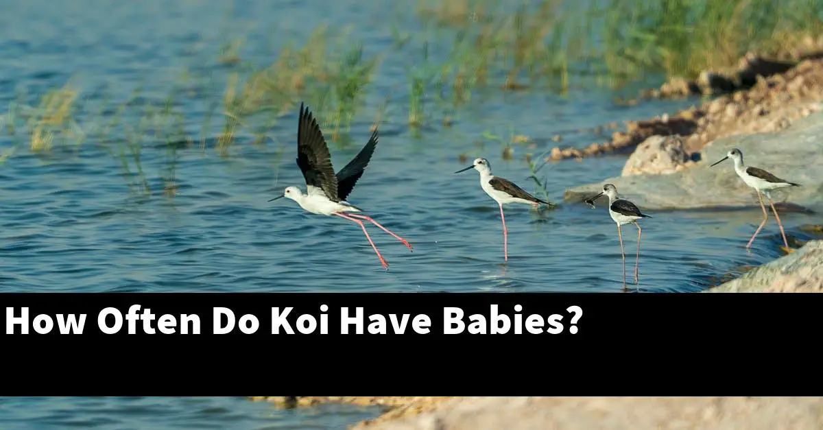 How Often Do Koi Have Babies?