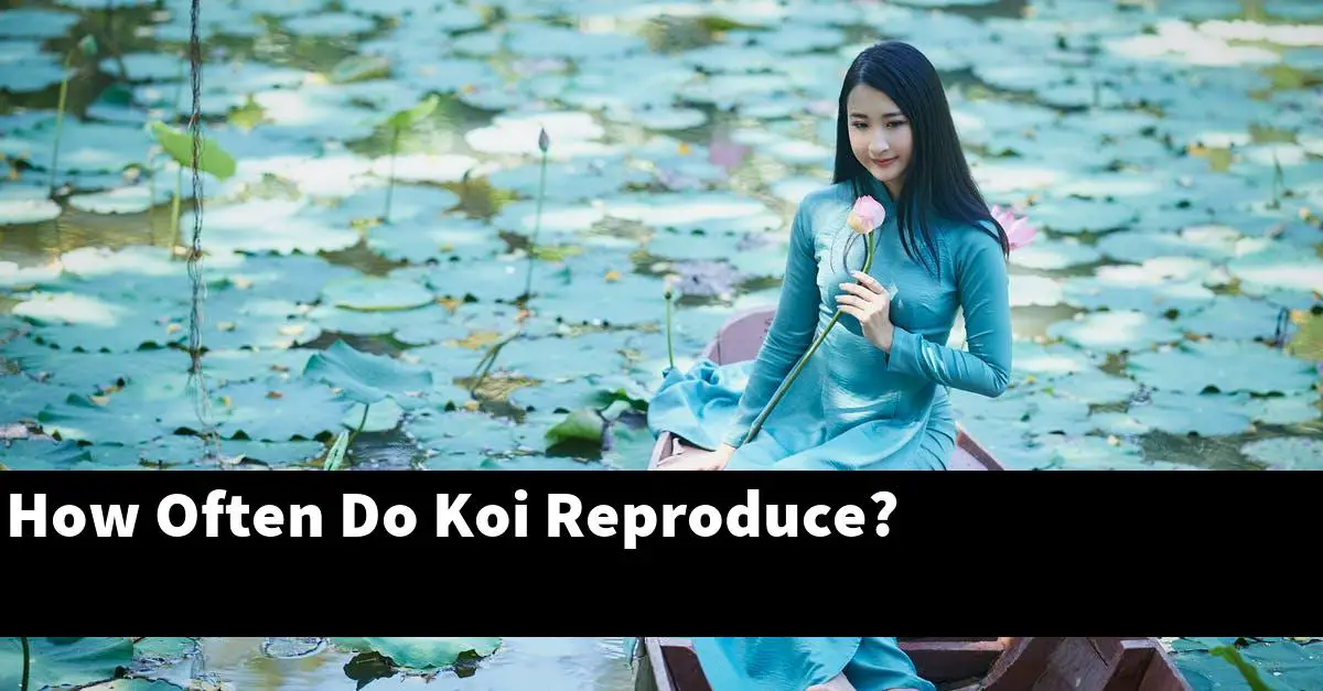 How Often Do Koi Reproduce?