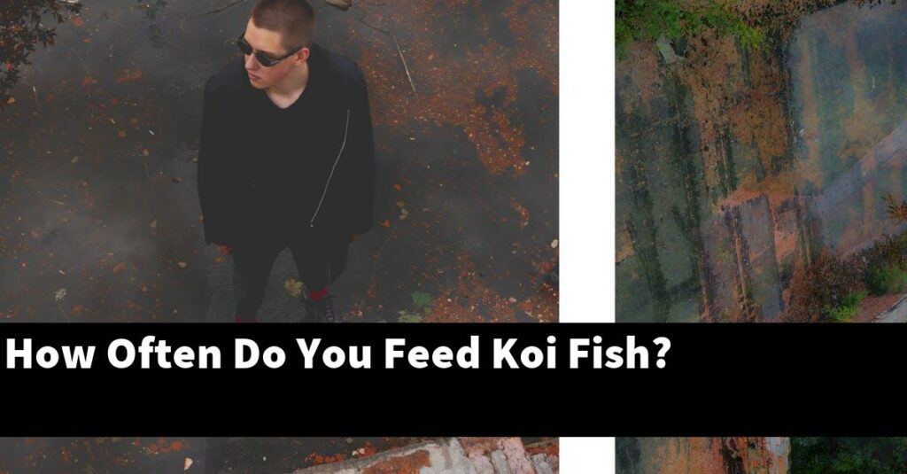 how-often-do-you-feed-koi-fish-2026-guide-gold-koi-fish