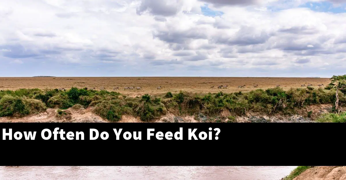 How Often Do You Feed Koi?