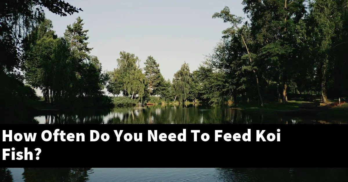 How Often Do You Need To Feed Koi Fish?
