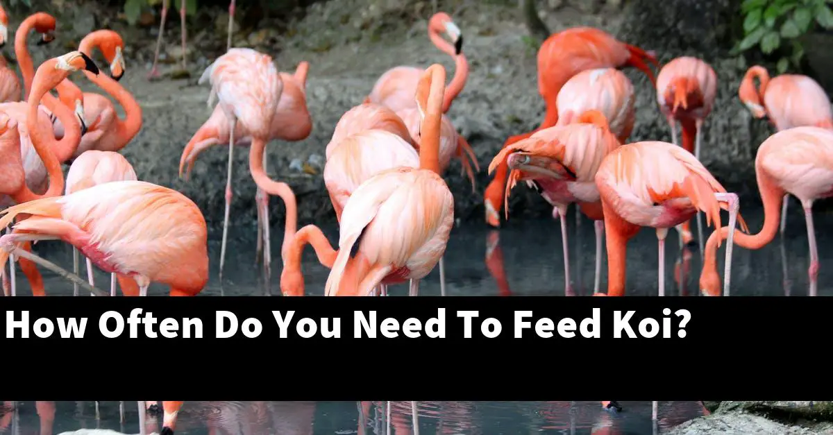 How Often Do You Need To Feed Koi?