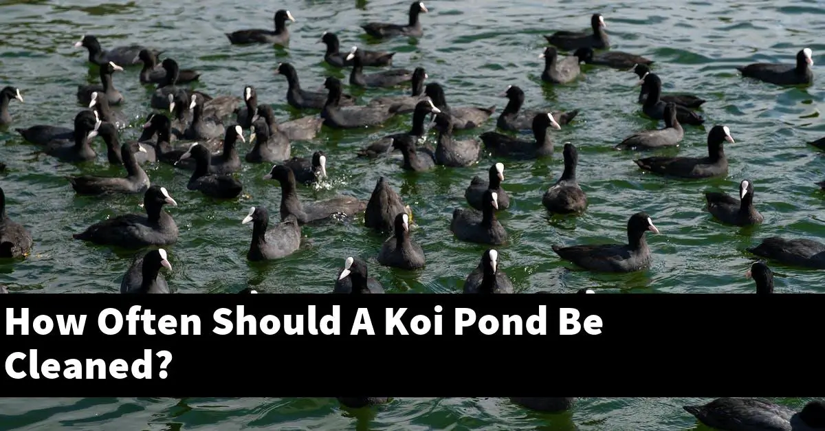 How Often Should A Koi Pond Be Cleaned?