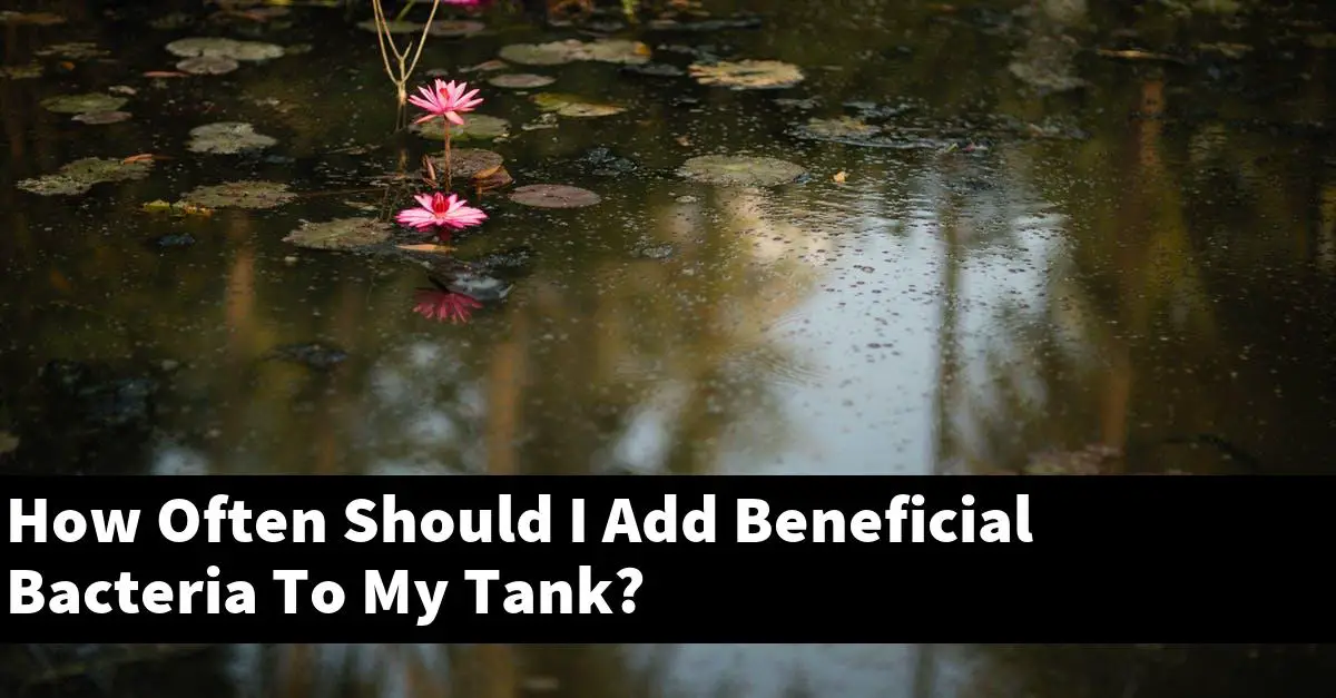 How Often Should I Add Beneficial Bacteria To My Tank?