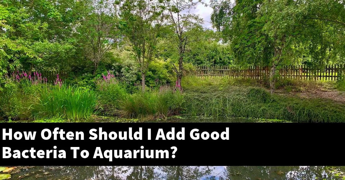 How Often Should I Add Good Bacteria To Aquarium?