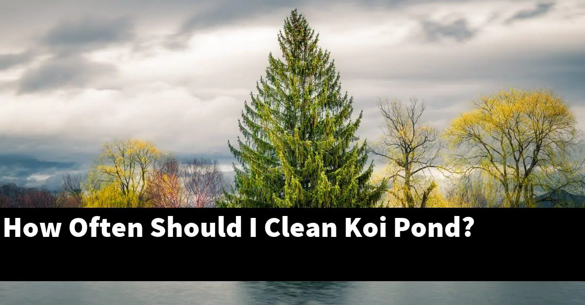 How Often Should I Clean Koi Pond?