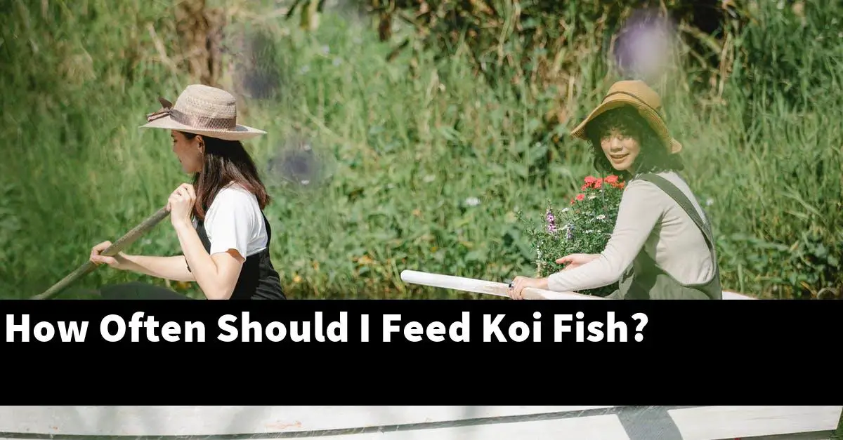 How Often Should I Feed Koi Fish?
