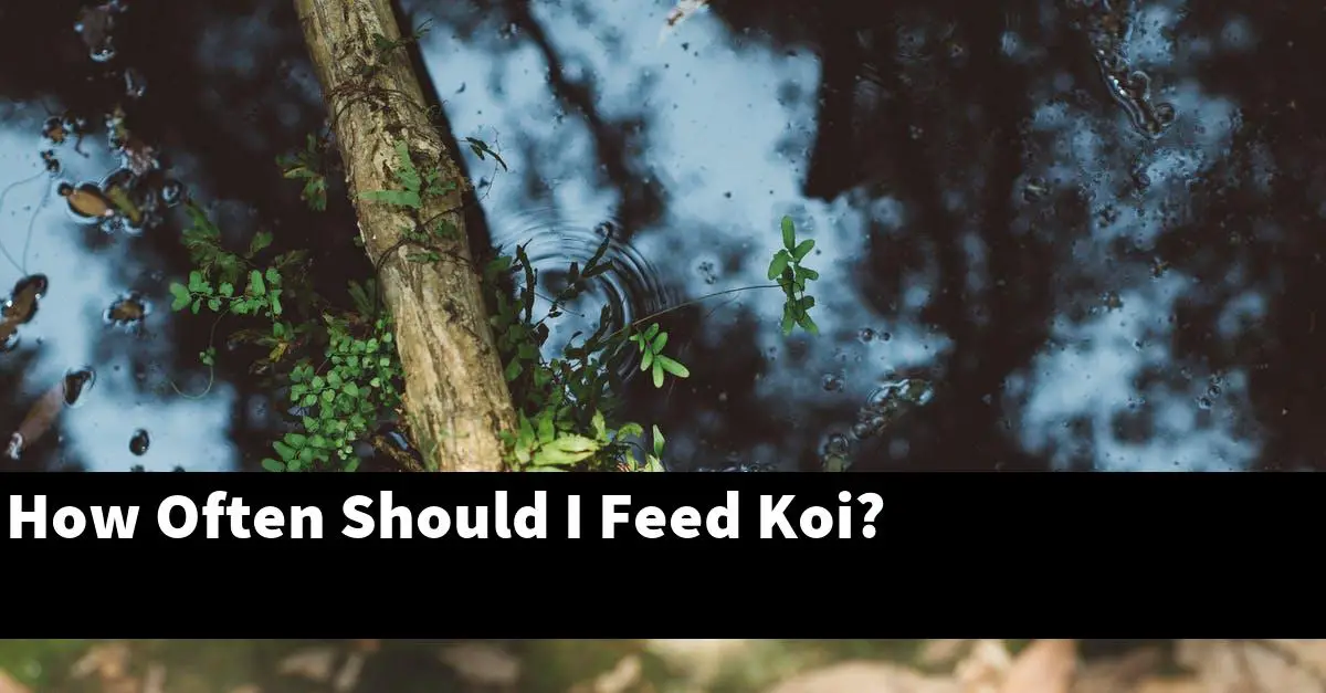 How Often Should I Feed Koi?