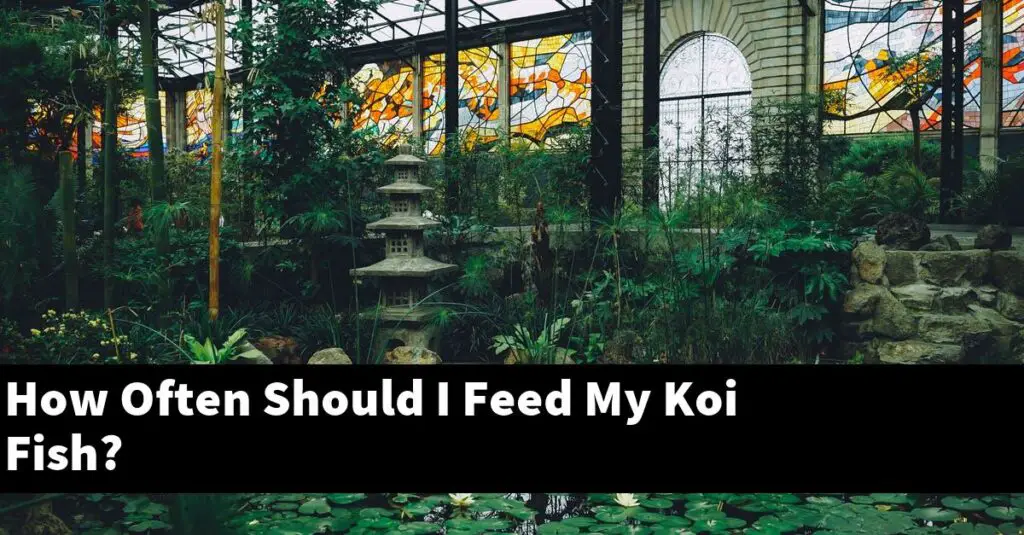 how-often-should-i-feed-my-koi-fish-2023-guide-gold-koi-fish