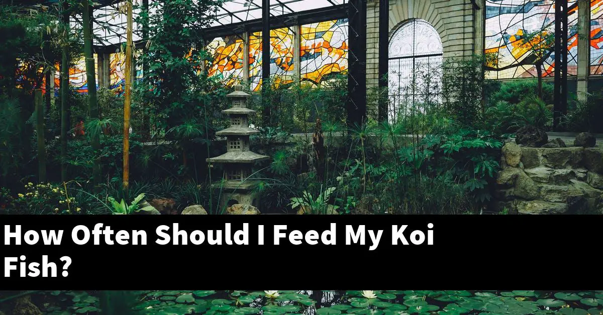 How Often Should I Feed My Koi Fish?