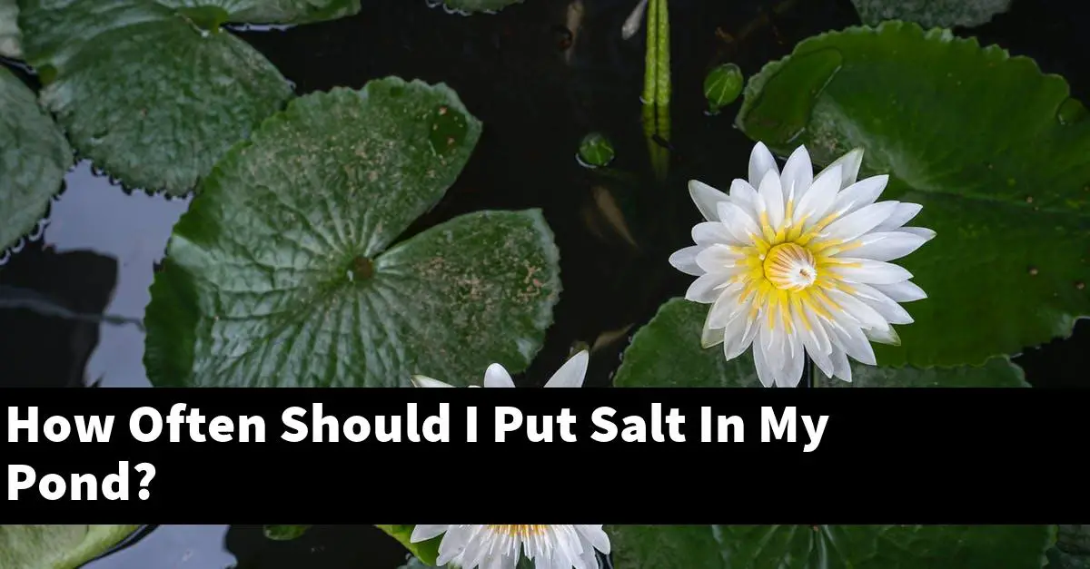 How Often Should I Put Salt In My Pond?
