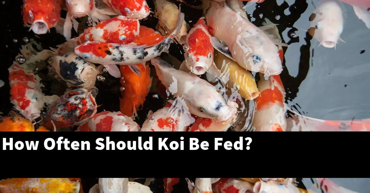 How Often Should Koi Be Fed?