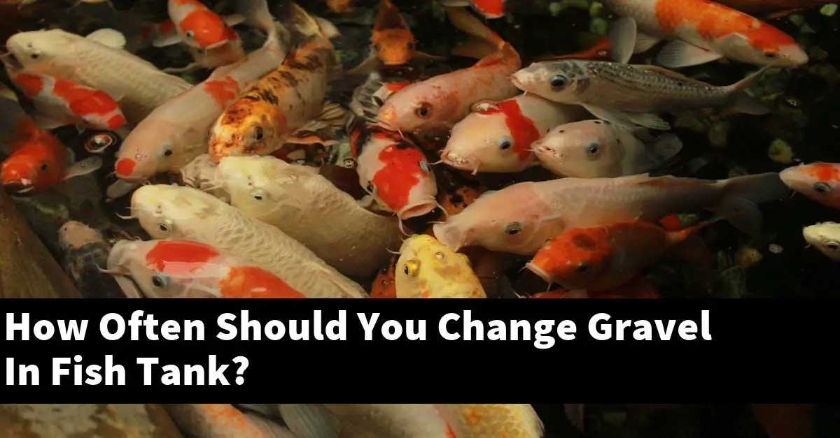 How Often Should You Change Gravel In Fish Tank?