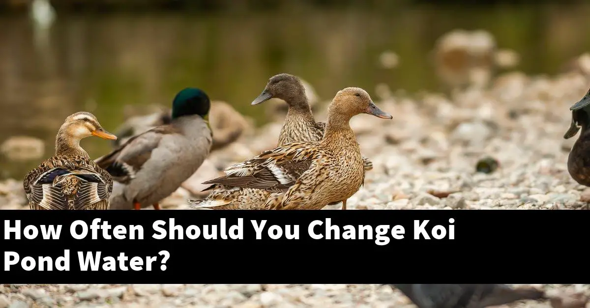 How Often Should You Change Koi Pond Water?