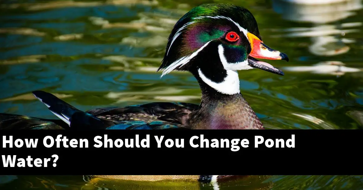 How Often Should You Change Pond Water?