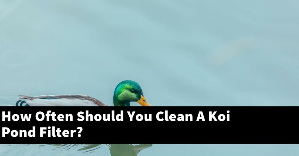 How Often Should You Clean A Koi Pond Filter? [2024 Guide] Gold Koi Fish