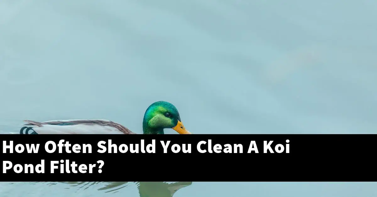 How Often Should You Clean A Koi Pond Filter?