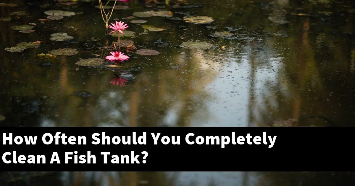 How Often Should You Completely Clean A Fish Tank?