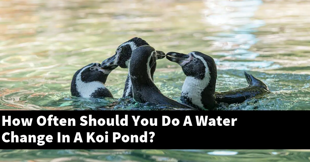 How Often Should You Do A Water Change In A Koi Pond?