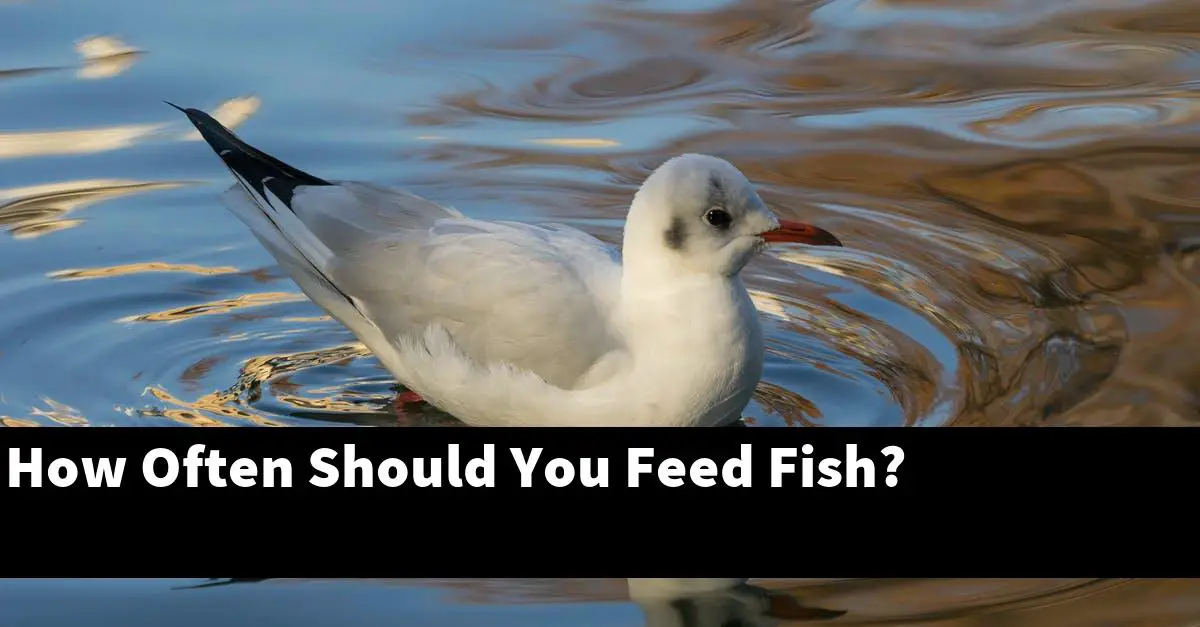 How Often Should You Feed Fish?