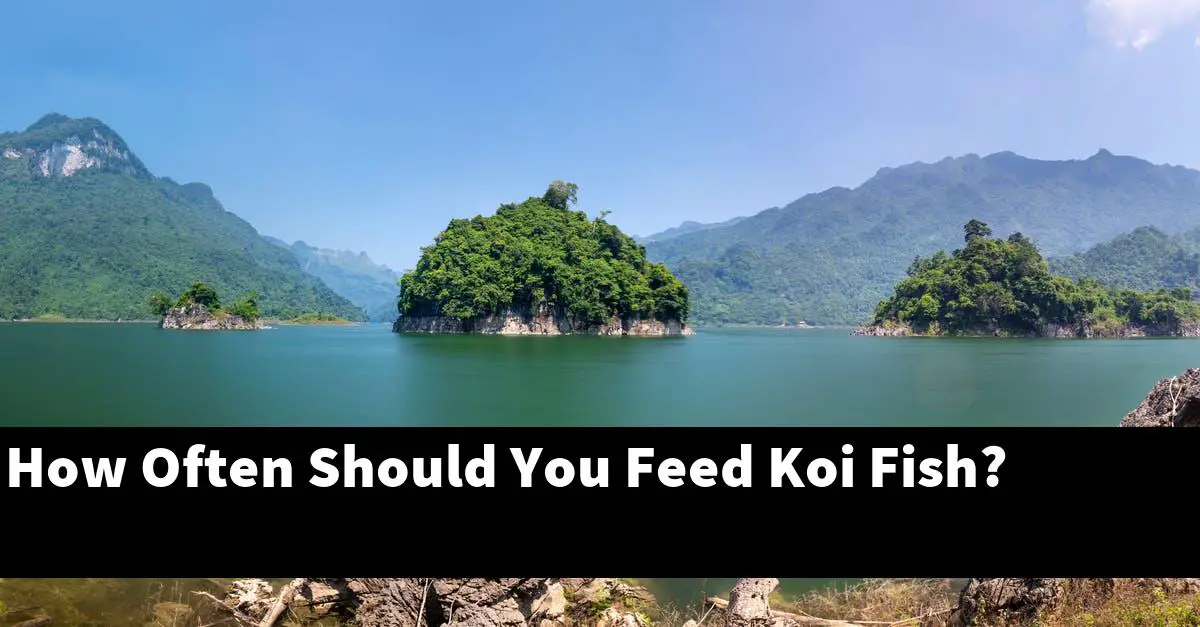 How Often Should You Feed Koi Fish?