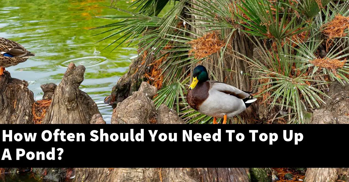How Often Should You Need To Top Up A Pond?