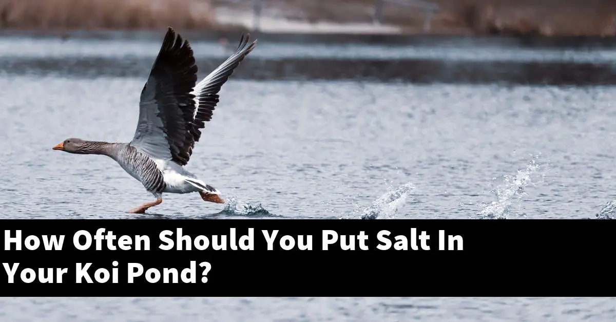 How Often Should You Put Salt In Your Koi Pond?