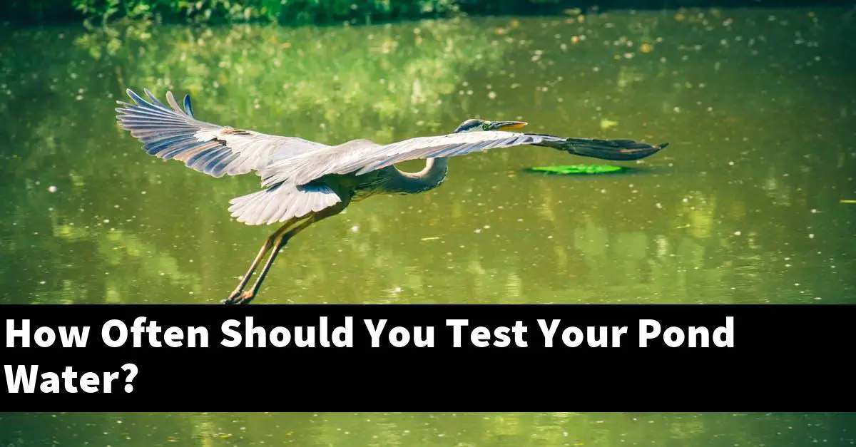 How Often Should You Test Your Pond Water?